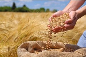 واریز ۱۱ هزار میلیارد تومان به حساب ۲۳ هزار گندم‌کار با عاملیت بانک کشاورزی